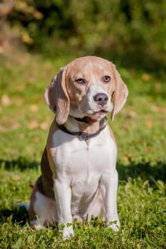 Beauty beagle dog sits on green meadow