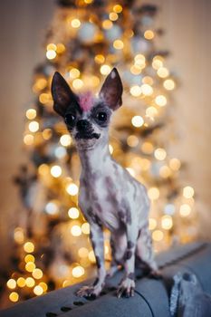 Ugly peruvian hairless and chihuahua mix dog in festivaly decorated room with Christmass tree. New Years celebration.