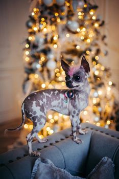 Ugly peruvian hairless and chihuahua mix dog in festivaly decorated room with Christmass tree. New Years celebration.