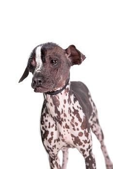 Peruvian Hairless Dog, 1 years, isolated on white background