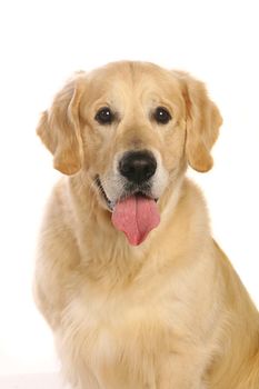 Golden retriever isolated in front of a white background