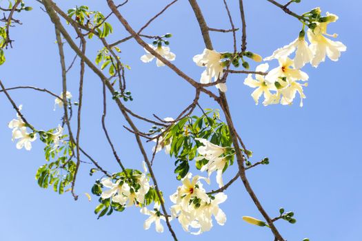 A Ceiba Chorizia tree blooming with white flowers against a blue sky. Natural background