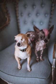 Peruvian hairless and chihuahua mix dog and eyeless chihuahua dog on a chair