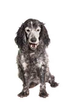 Russian spaniel, 16 years old, isolated on white background