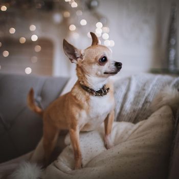 Eyeless Chihuahua dog, 13 years old on a chair