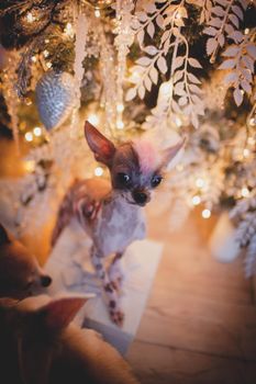 Ugly peruvian hairless and chihuahua mix dog in festivaly decorated room with Christmass tree. New Years celebration.