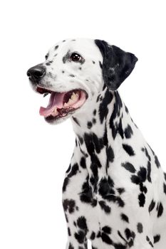 Beauty dalmatian dog, isolated on white background