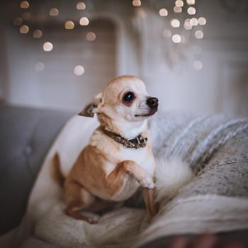 Eyeless Chihuahua dog, 13 years old on a chair