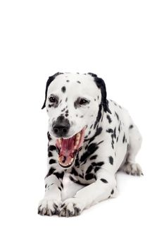 Beauty dalmatian dog, isolated on white background