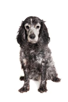 Russian spaniel, 16 years old, isolated on white background