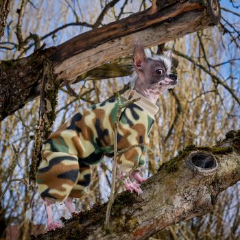 Military style peruvian hairless and chihuahua mix dog standing on the tree