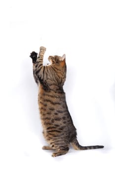 Cat playing, isolated on the white background