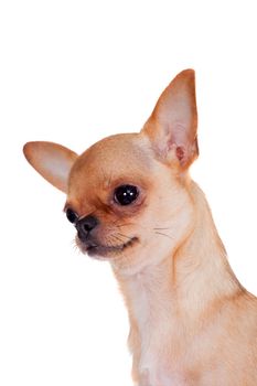 Chihuahua, 7 month old, isolated on the white background