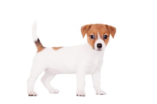 Jack Russell puppy, 1,5 month old, isolated on white