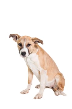 Mixed breed puppy isolated on a white background