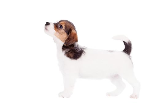 Jack Russell puppy, 1,5 month old, isolated on white