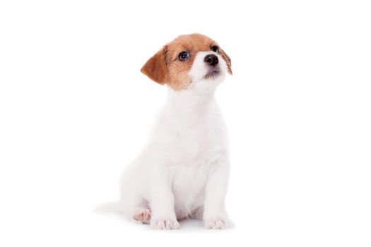 Jack Russell puppy, 1,5 month old, isolated on white