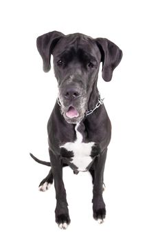 Black Great Dane isolated on white background