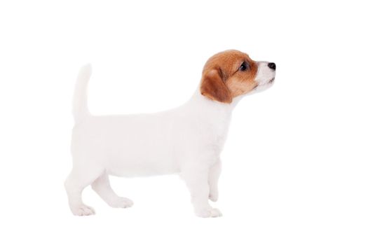 Jack Russell puppy, 1,5 month old, isolated on white