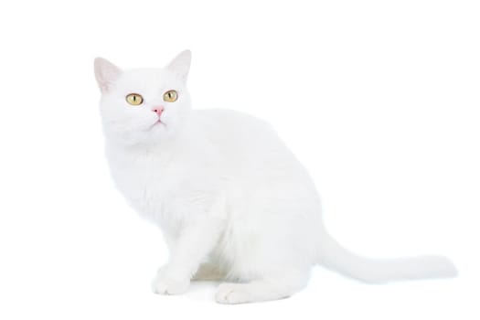 Mixed-breed cat, 4 year old, on the white background