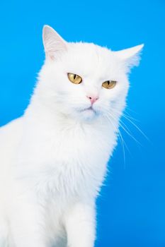 Mixed-breed cat, 4 year old, on blue background