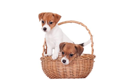 Two Jack Russell puppies, 1,5 month old, isolated on white