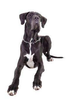 Black Great Dane isolated on white background