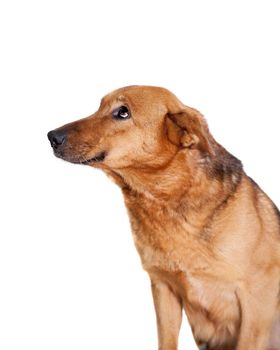 The East-european dog isolated on the white background