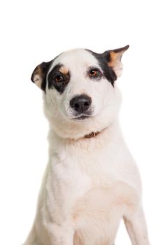 Mixed breed dog isolated on white background