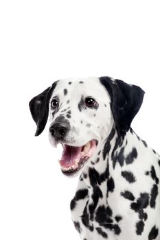 Beauty dalmatian dog, isolated on white background