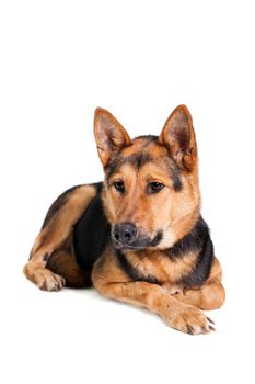 The East-european dog isolated on the white background