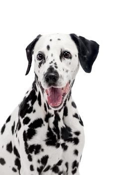 Beauty dalmatian dog, isolated on white background