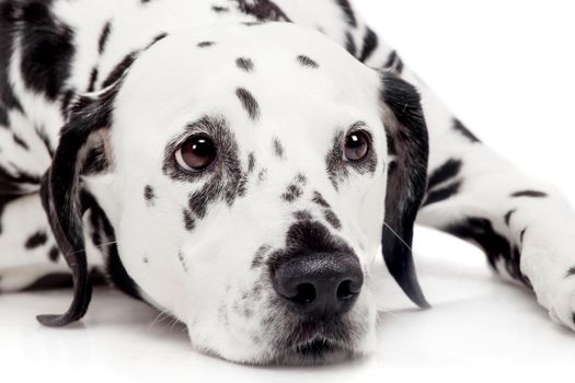 Beauty dalmatian dog, isolated on white background