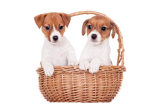 Two Jack Russell puppies, 1,5 month old, isolated on white