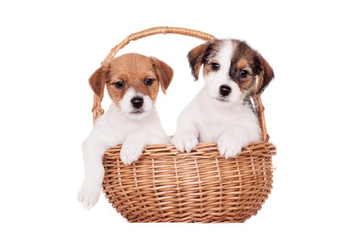 Two Jack Russell puppies, 1,5 month old, isolated on white