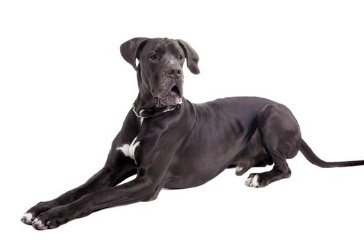 Black Great Dane isolated on white background