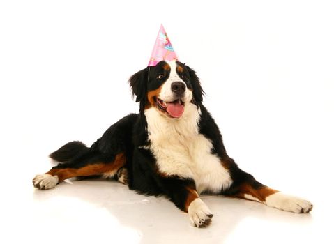 Bernese mountain dog, Berner Sennenhund, on white background