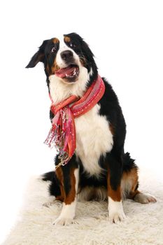 Bernese mountain dog, Berner Sennenhund, on white background