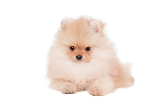 Pomeranian puppy, 3 month, isolated on white background