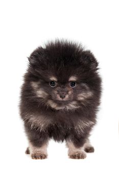 Miniature Spitz puppy standing on white background