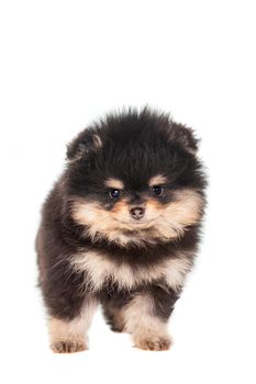Miniature Spitz puppy standing on white background