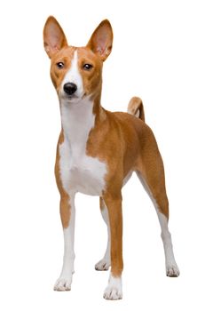 Red basenji dog isolated on white background