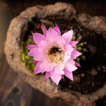 Echinopsis subdenudata cactus flower. Commonly called Domino Cactus or Easter Lily Cactus