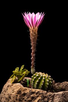 Echinopsis subdenudata commonly called Domino Cactus. Cactus blooming (Easter Lily Cactus) on black background