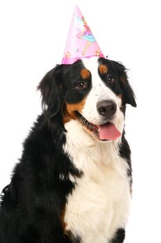 Bernese mountain dog, Berner Sennenhund, on white background