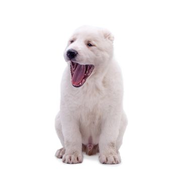 Portrait of a white middle-Asian Shepherd, puppy, isolated on white