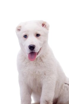 Portrait of a white middle-Asian Shepherd, puppy, isolated on white