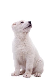 Portrait of a white middle-Asian Shepherd, puppy, isolated on white