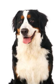 Bernese mountain dog, Berner Sennenhund, on white background