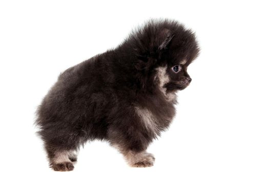 Miniature Spitz puppy standing on white background